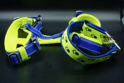 GeschirrHalsband Halsband und Geschirr in Blau Neongelb